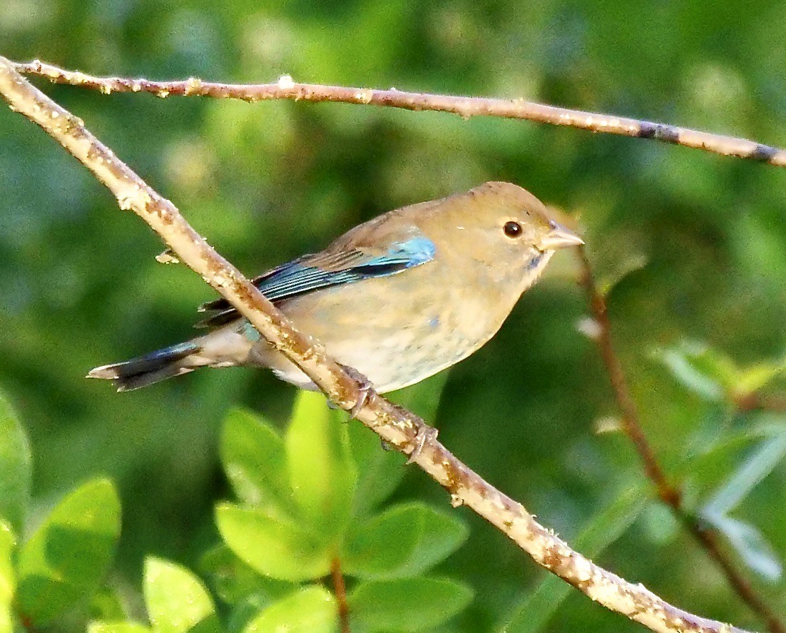 Indigo Bunting - ML643934198