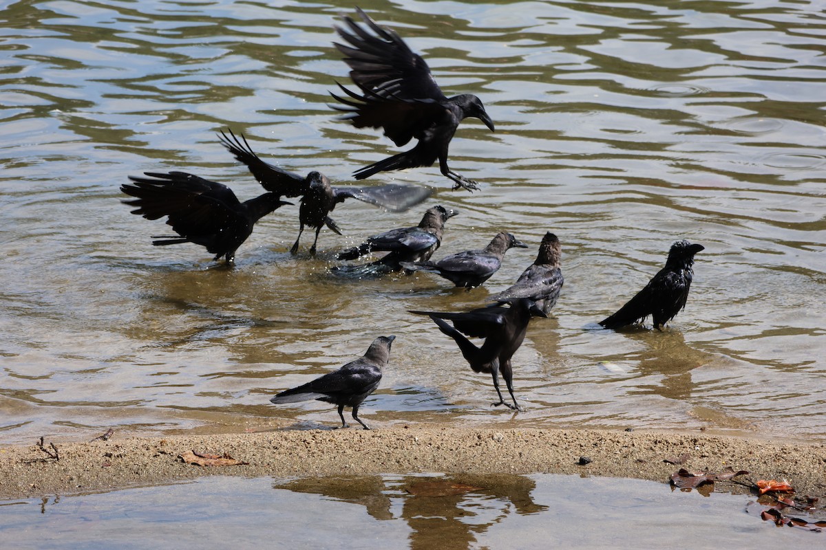 House Crow - ML643934204
