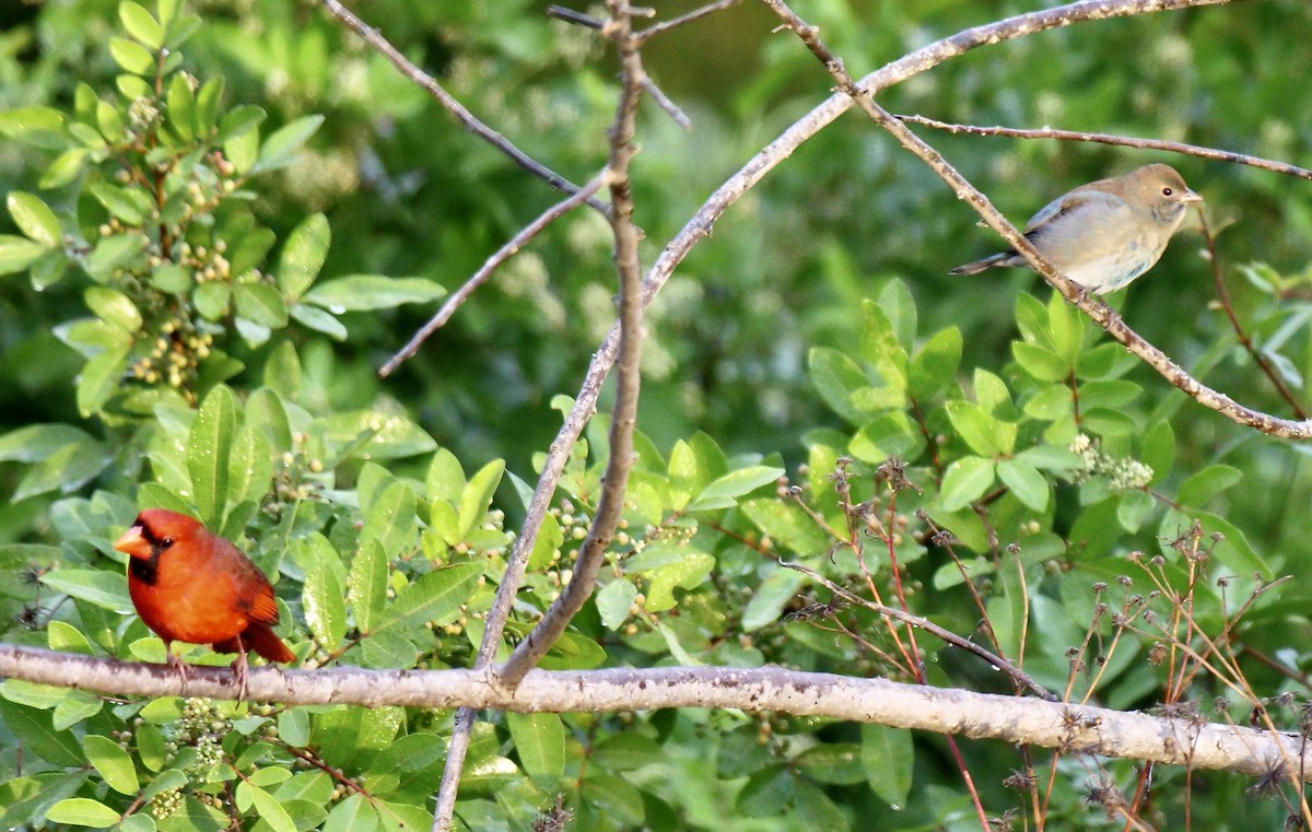 Indigo Bunting - ML643934205