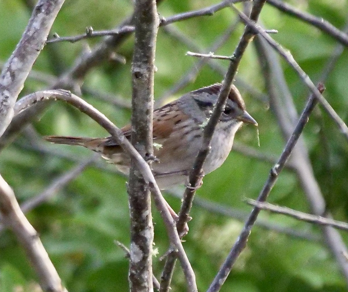Swamp Sparrow - ML643934213