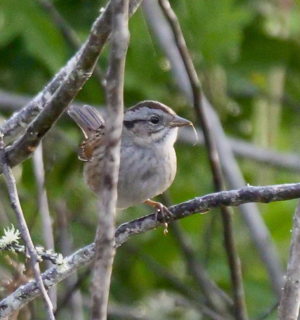 Swamp Sparrow - ML643934215