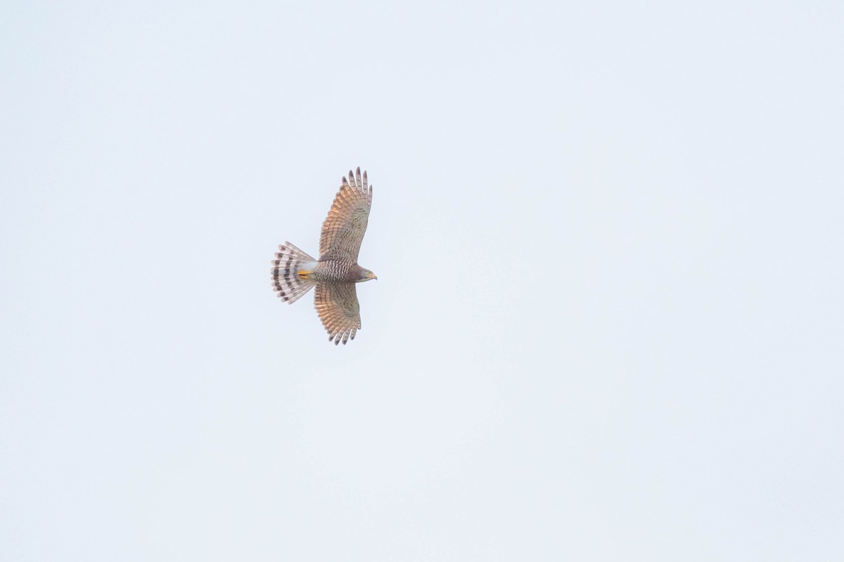 Gray-faced Buzzard - ML643934223