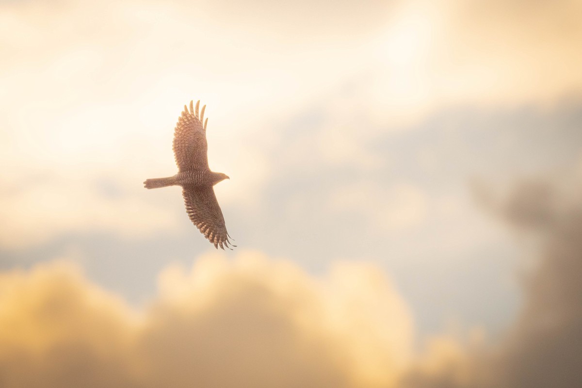 Gray-faced Buzzard - ML643934224