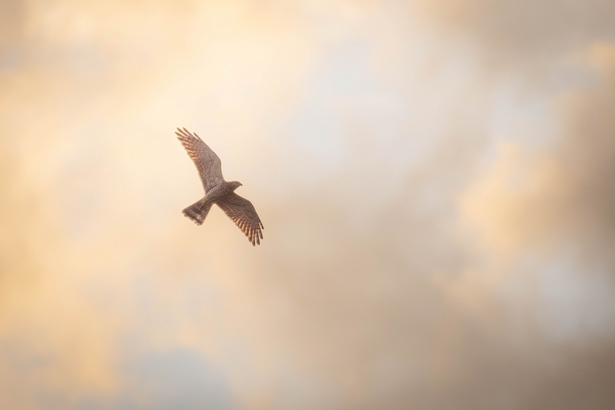 Gray-faced Buzzard - ML643934225
