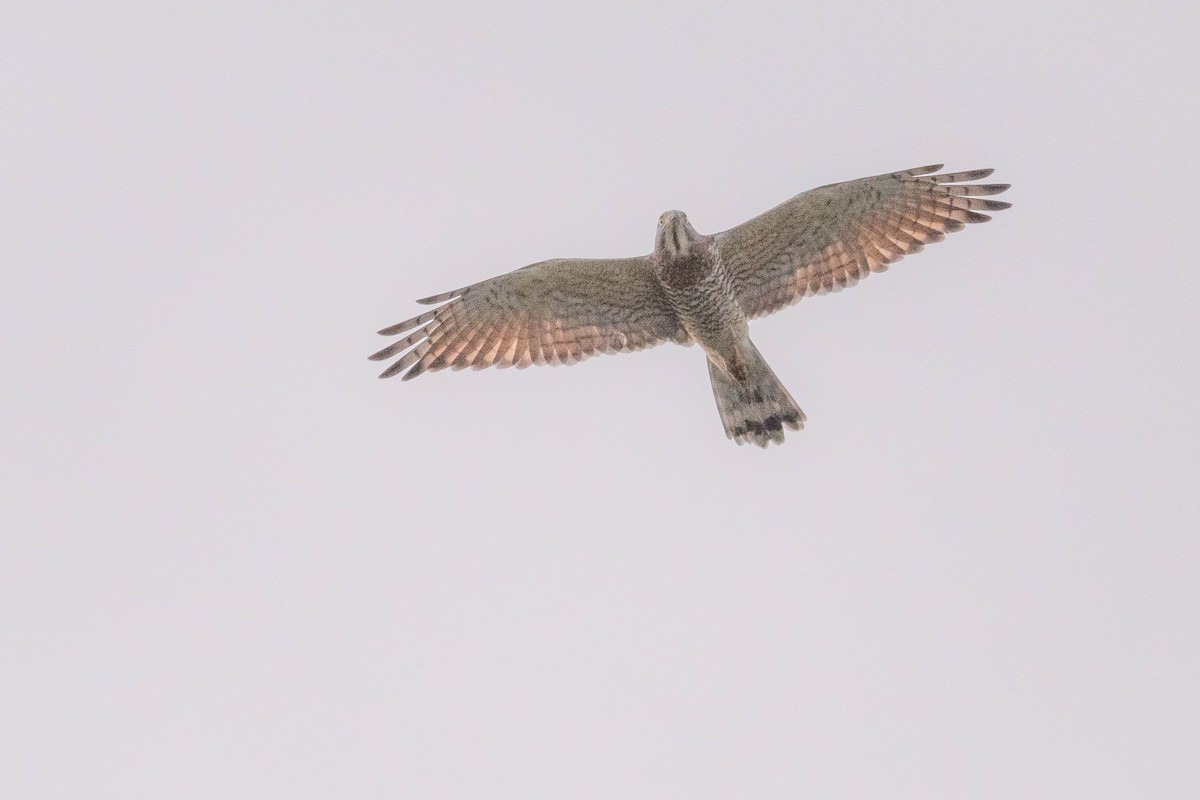 Gray-faced Buzzard - ML643934226