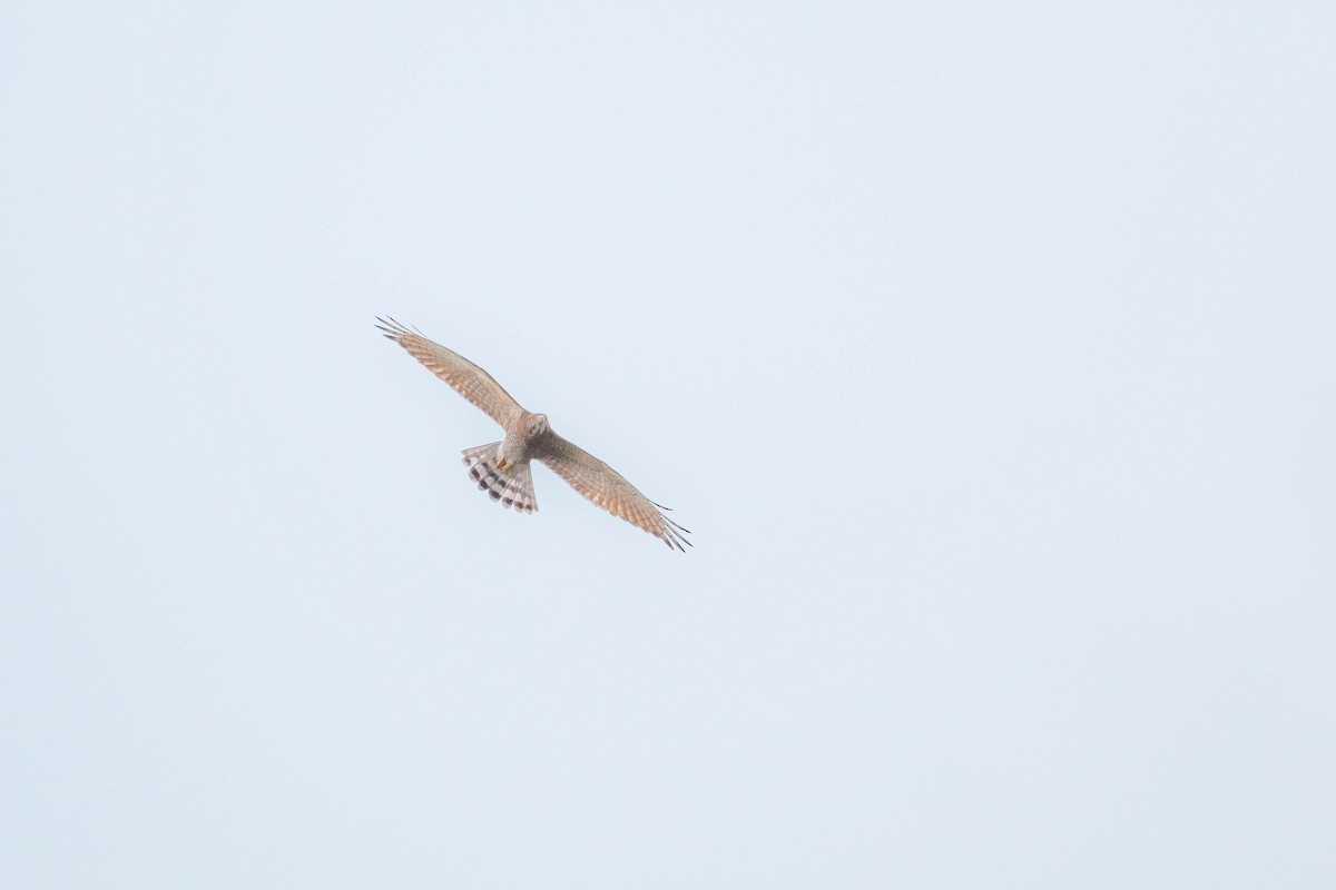 Gray-faced Buzzard - ML643934227