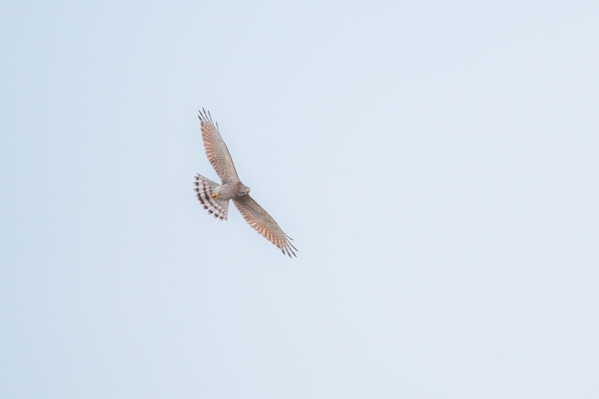 Gray-faced Buzzard - ML643934228