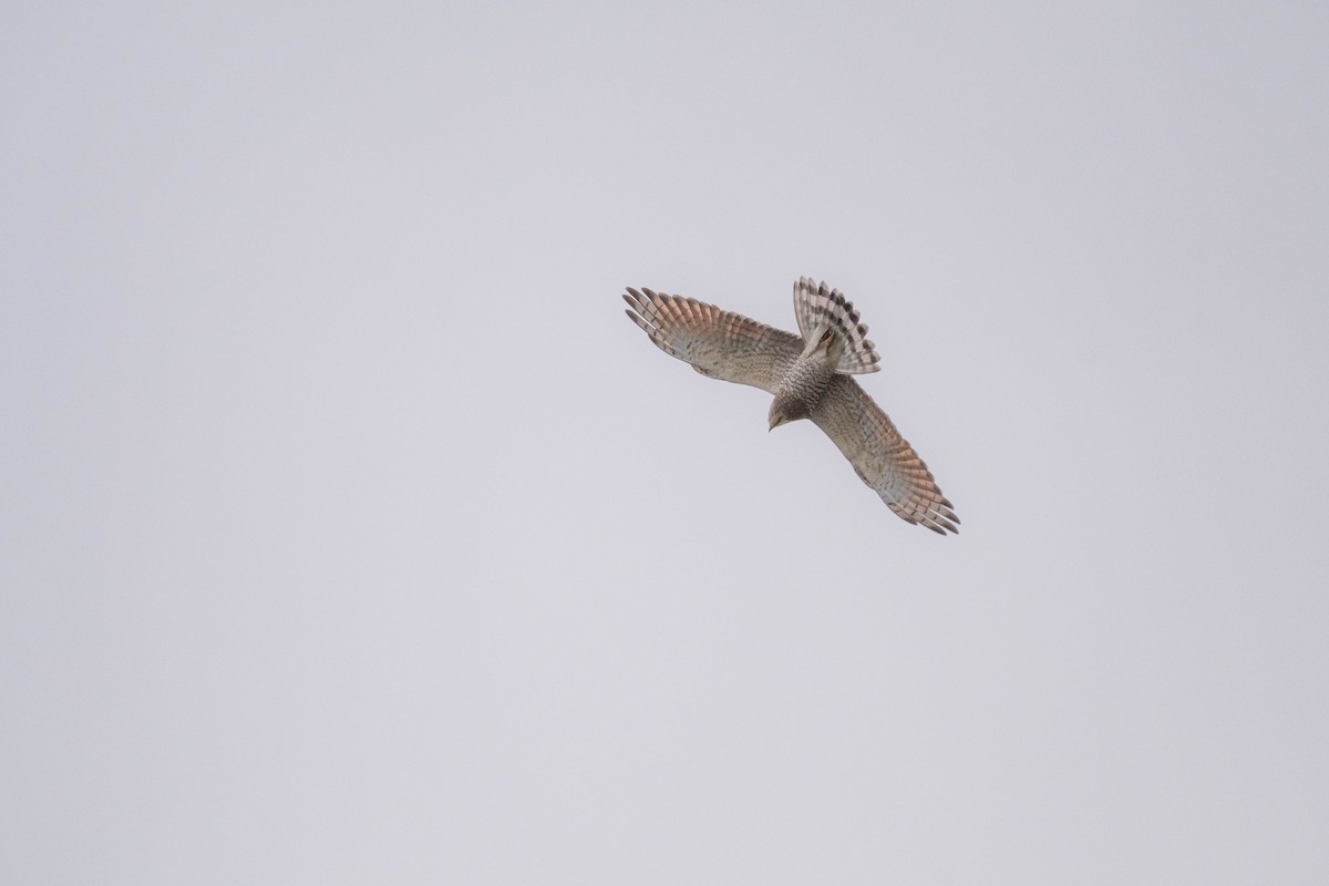 Gray-faced Buzzard - ML643934229