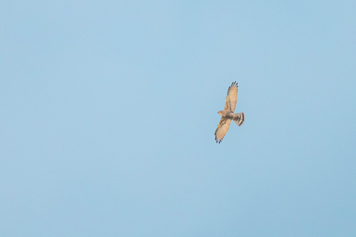 Gray-faced Buzzard - ML643934230