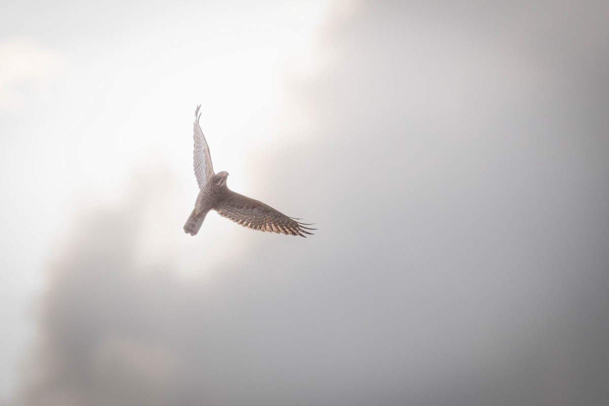 Gray-faced Buzzard - ML643934231