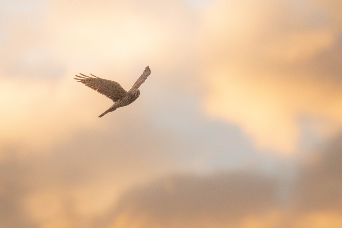 Gray-faced Buzzard - ML643934232