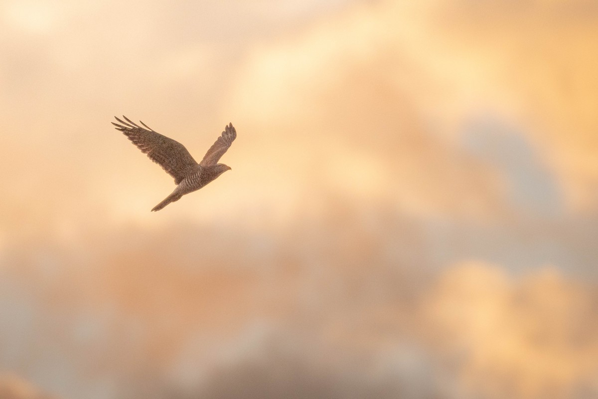 Gray-faced Buzzard - ML643934233