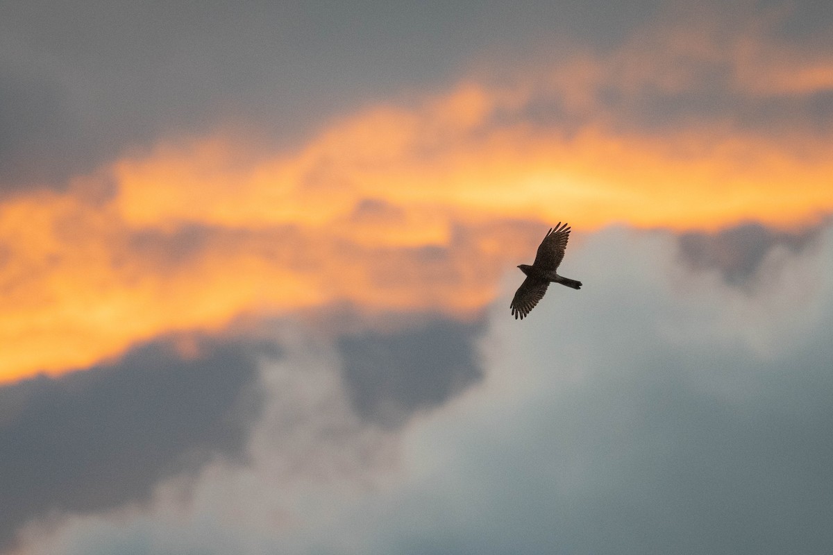 Gray-faced Buzzard - ML643934234
