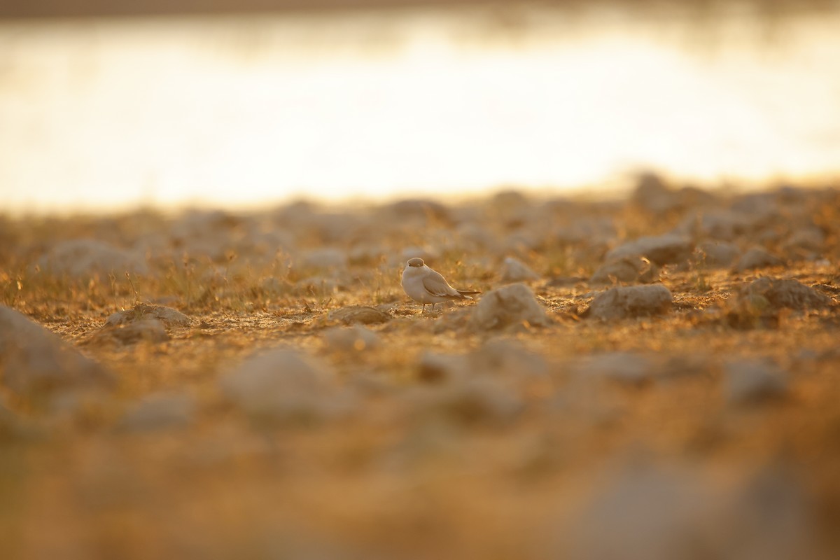 Small Pratincole - ML643934259