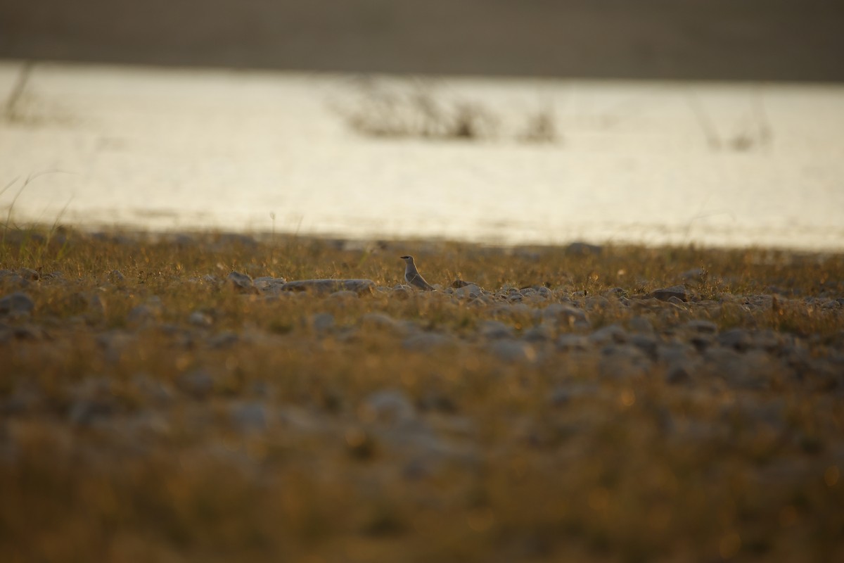 Small Pratincole - ML643934260