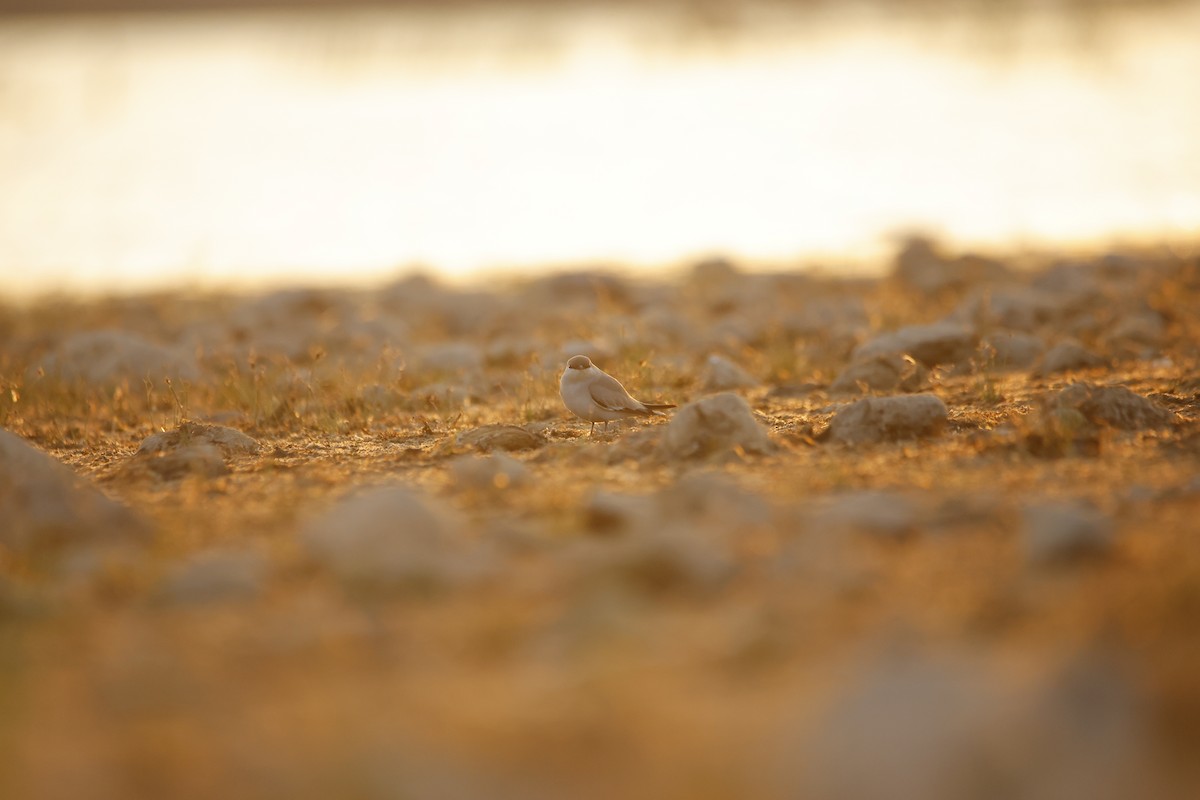 Small Pratincole - ML643934261