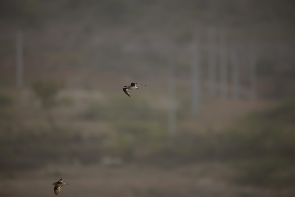 Small Pratincole - ML643934262
