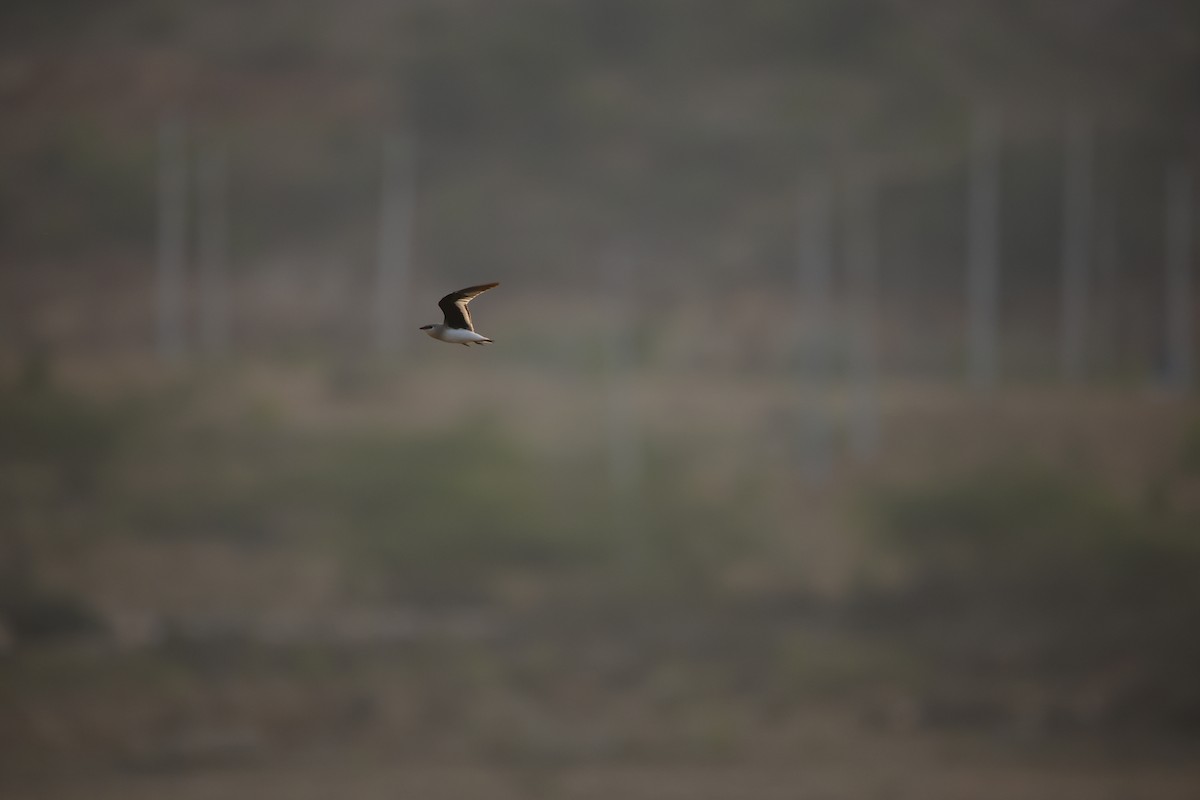 Small Pratincole - ML643934263