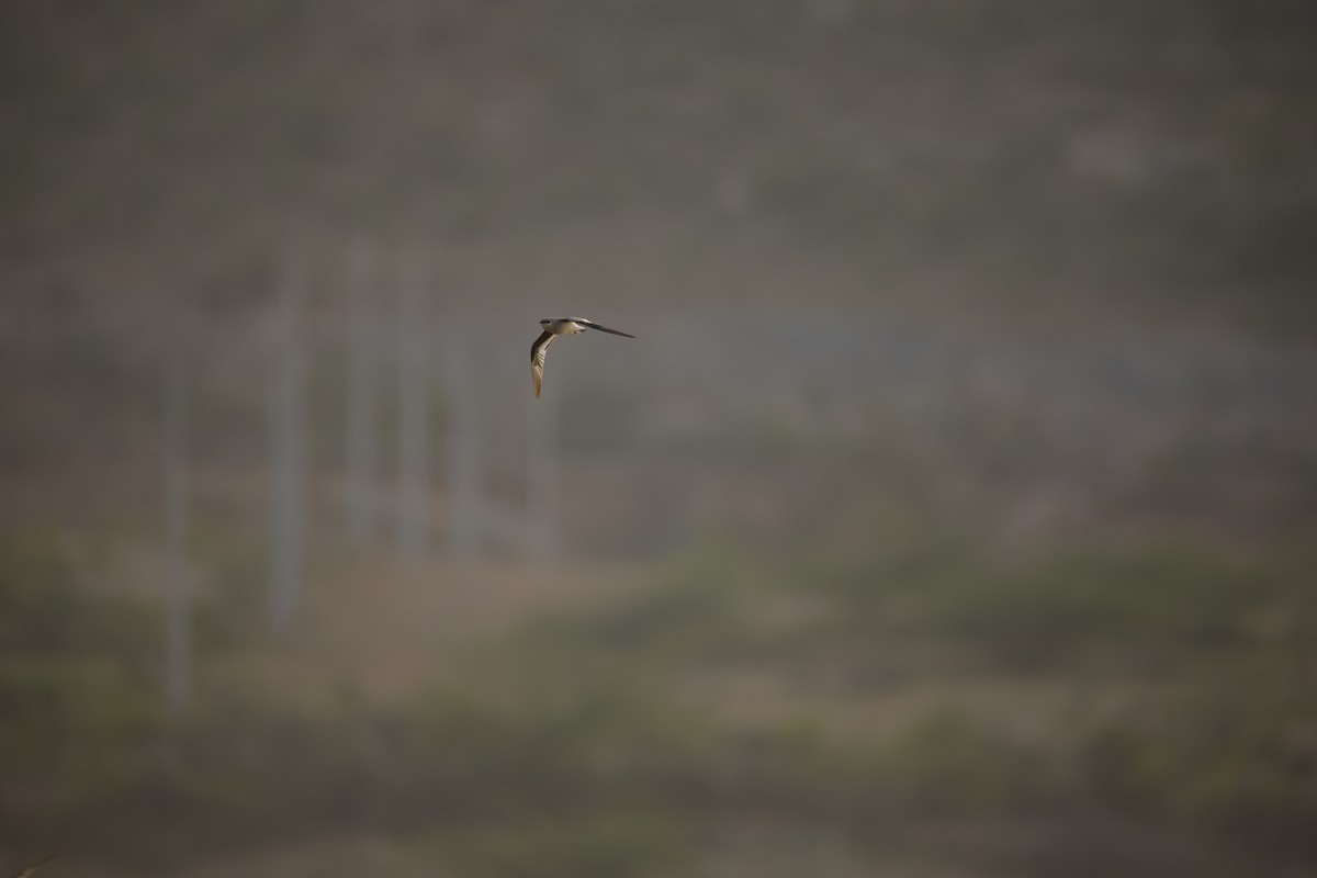 Small Pratincole - ML643934264