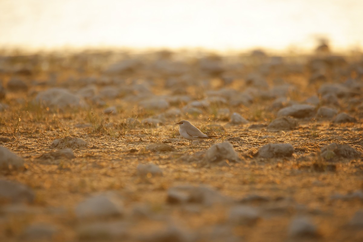 Small Pratincole - ML643934265