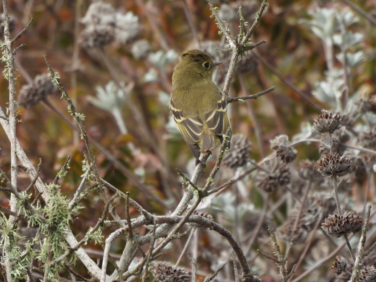 Western Flycatcher (Pacific-slope) - ML643934293