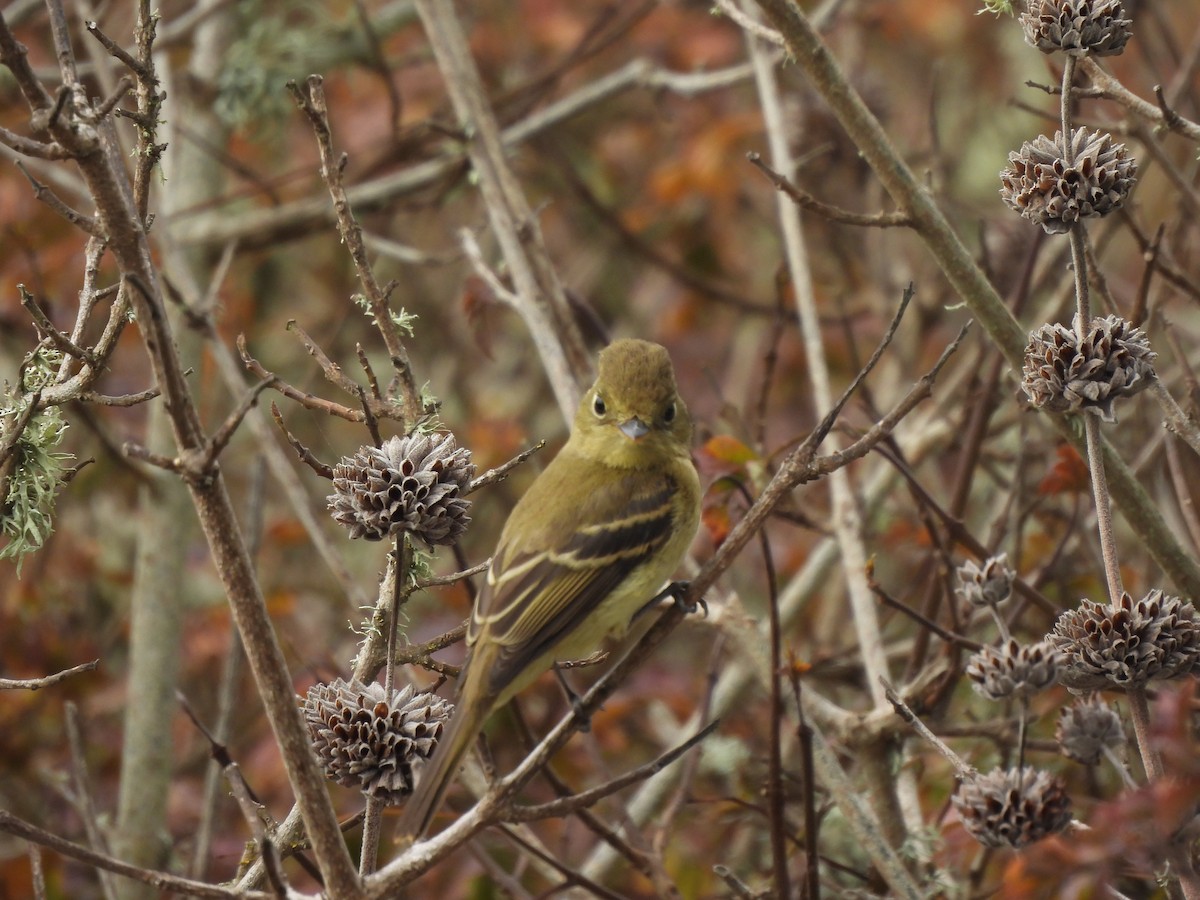 Western Flycatcher (Pacific-slope) - ML643934294