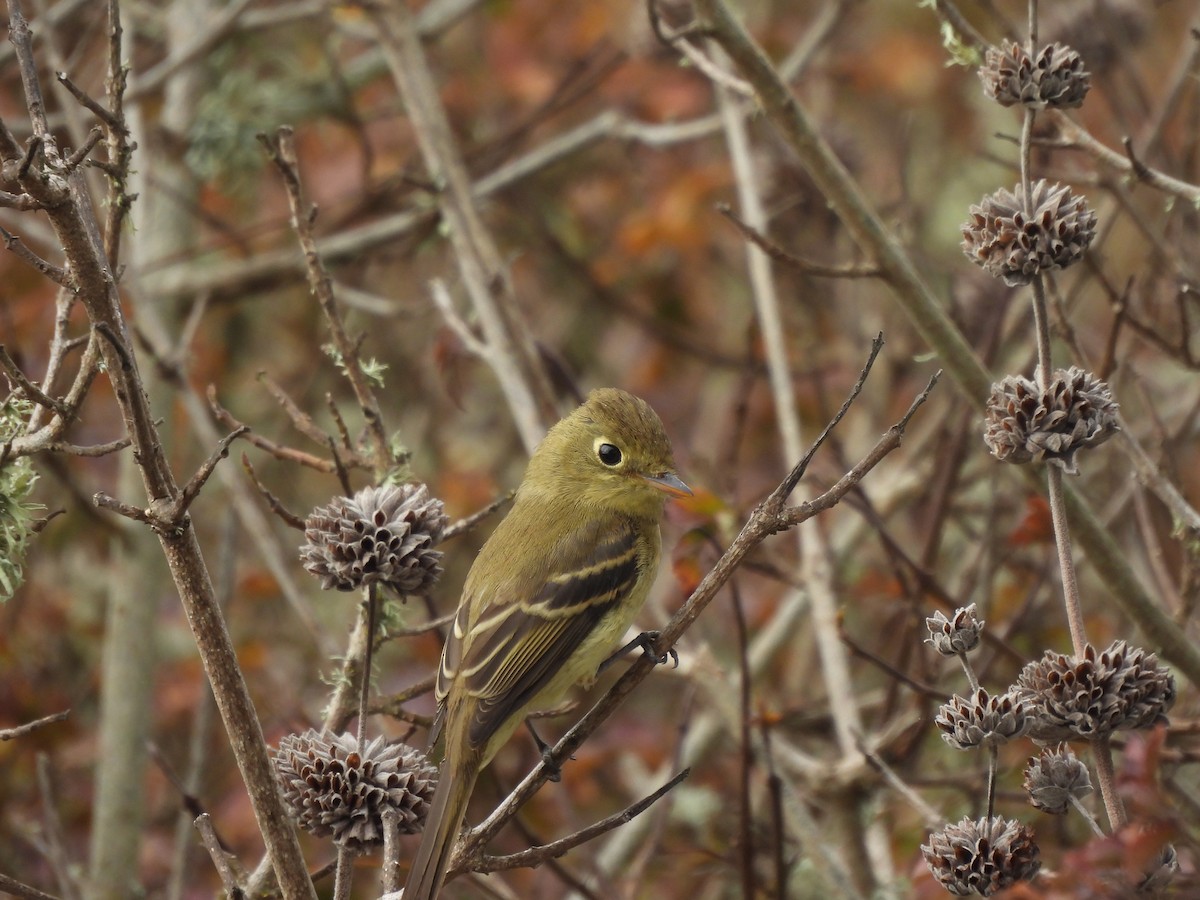Western Flycatcher (Pacific-slope) - ML643934295