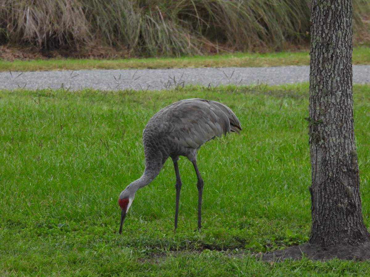 Grue du Canada (pratensis) - ML643934314