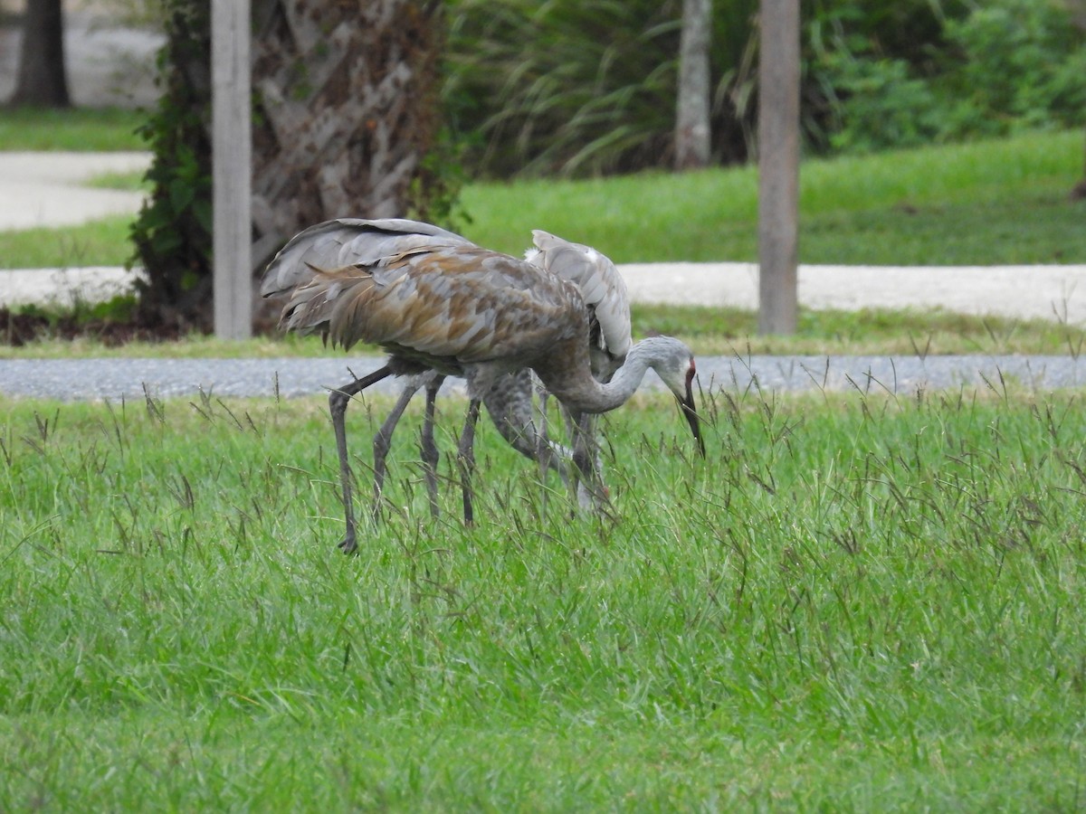 Grue du Canada (pratensis) - ML643934315