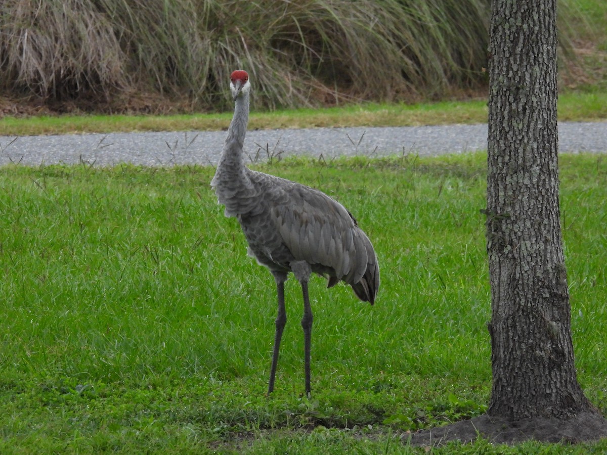 Grue du Canada (pratensis) - ML643934316