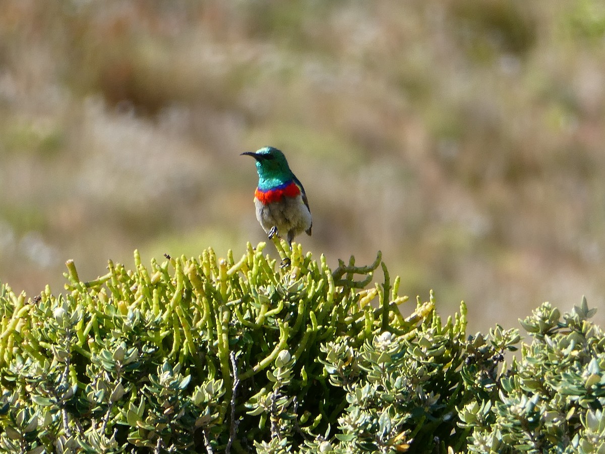 Southern Double-collared Sunbird - ML643934347
