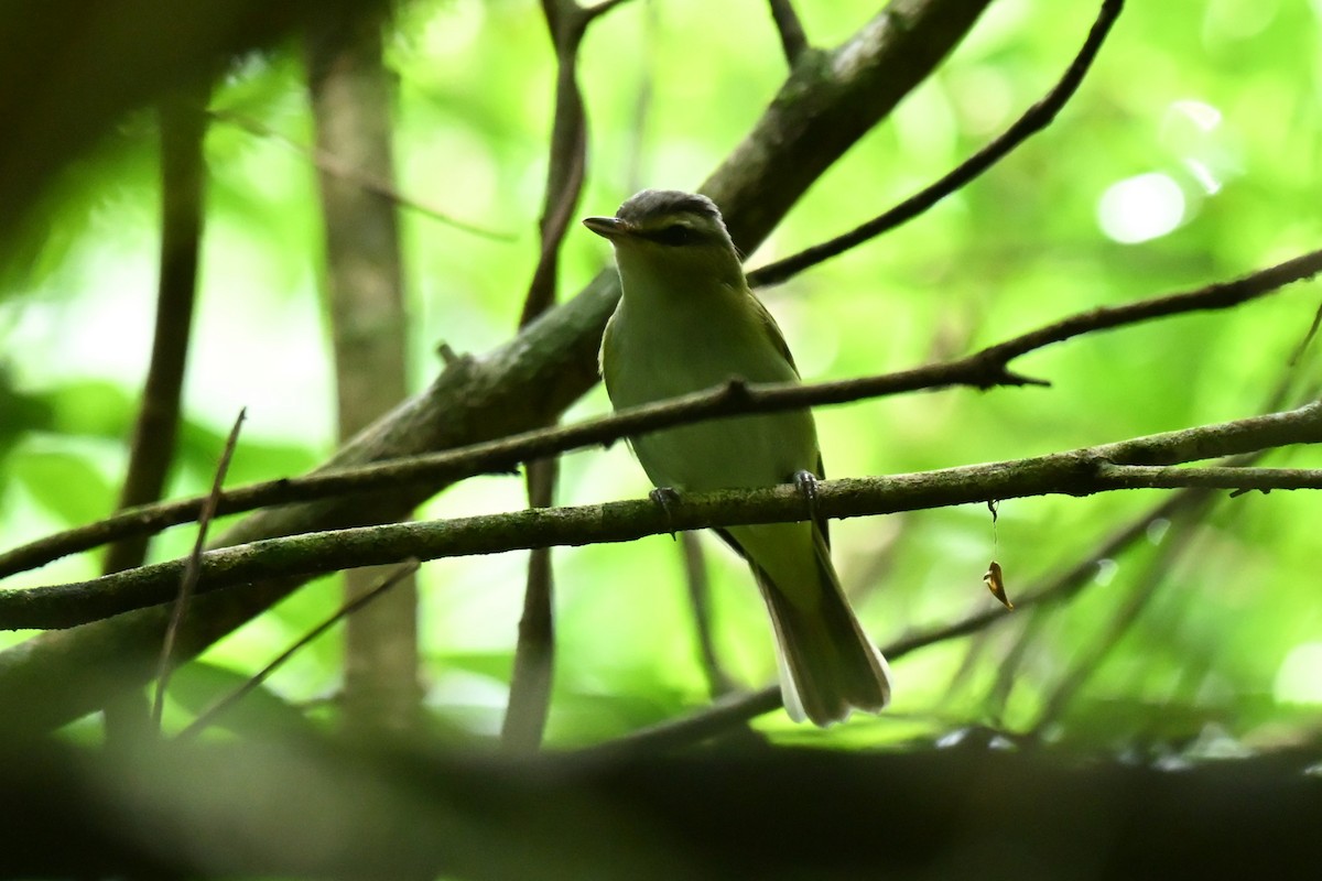 Chivi Vireo - ML643934349