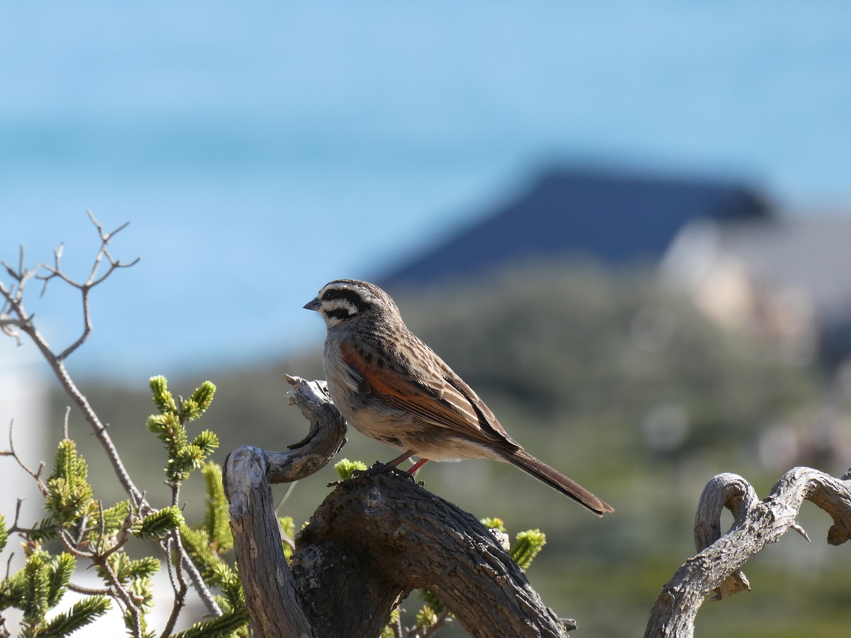 Cape Bunting (Cape) - ML643934350