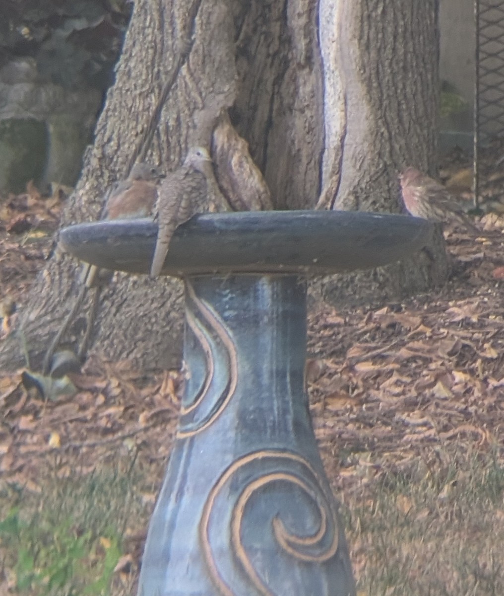 holoubek mexický - ML643934374