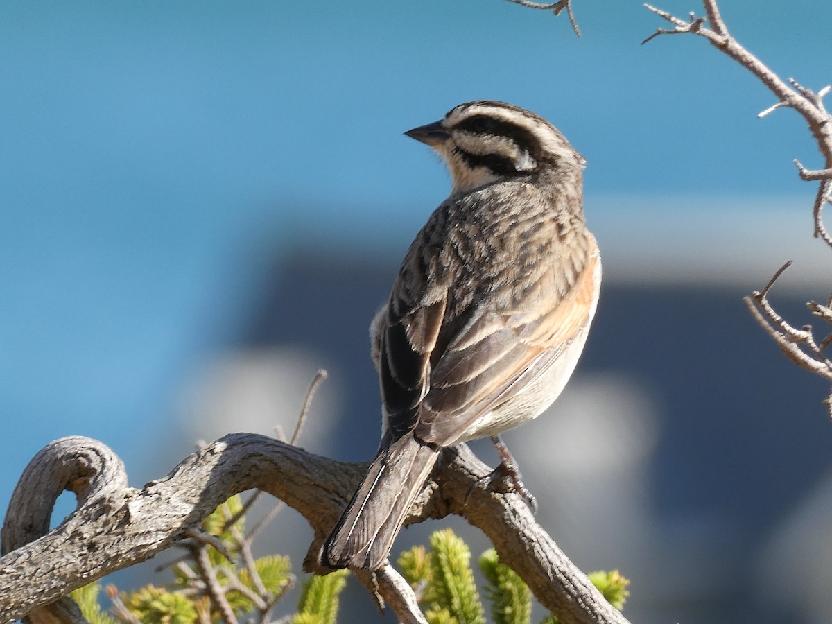 Cape Bunting (Cape) - ML643934376