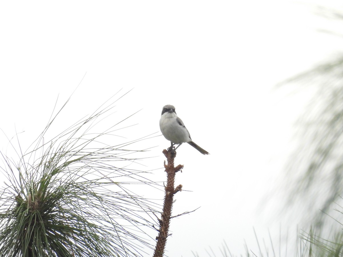 Pie-grièche migratrice - ML643934378