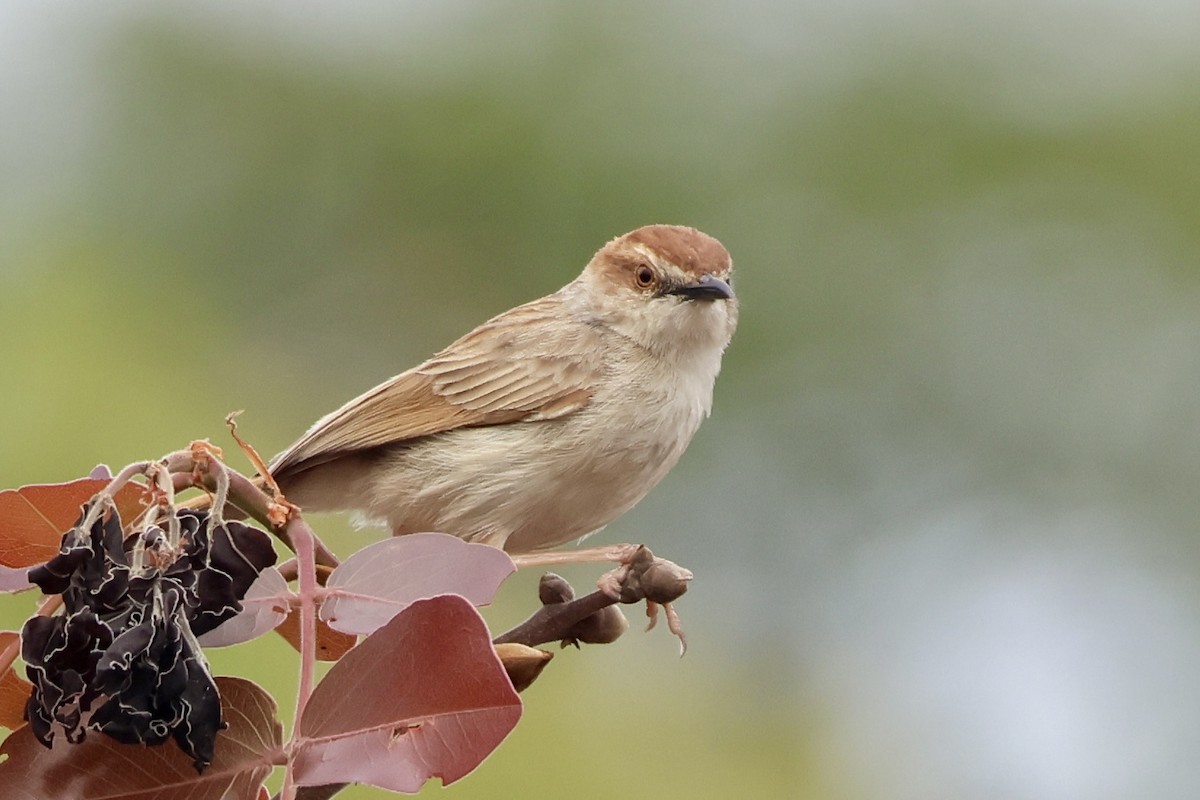Tinkling Cisticola - ML643934379