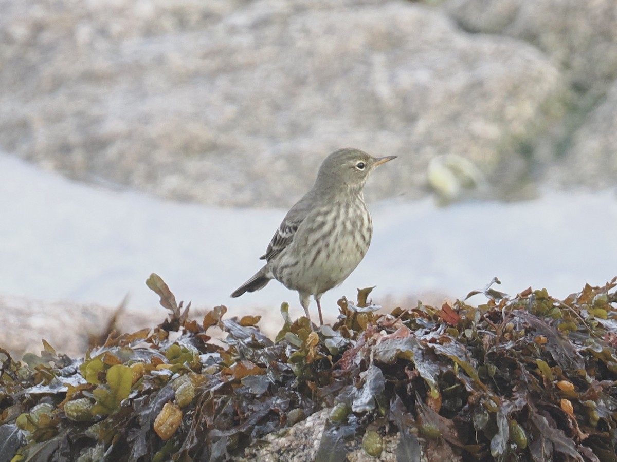 Rock Pipit - ML643934389