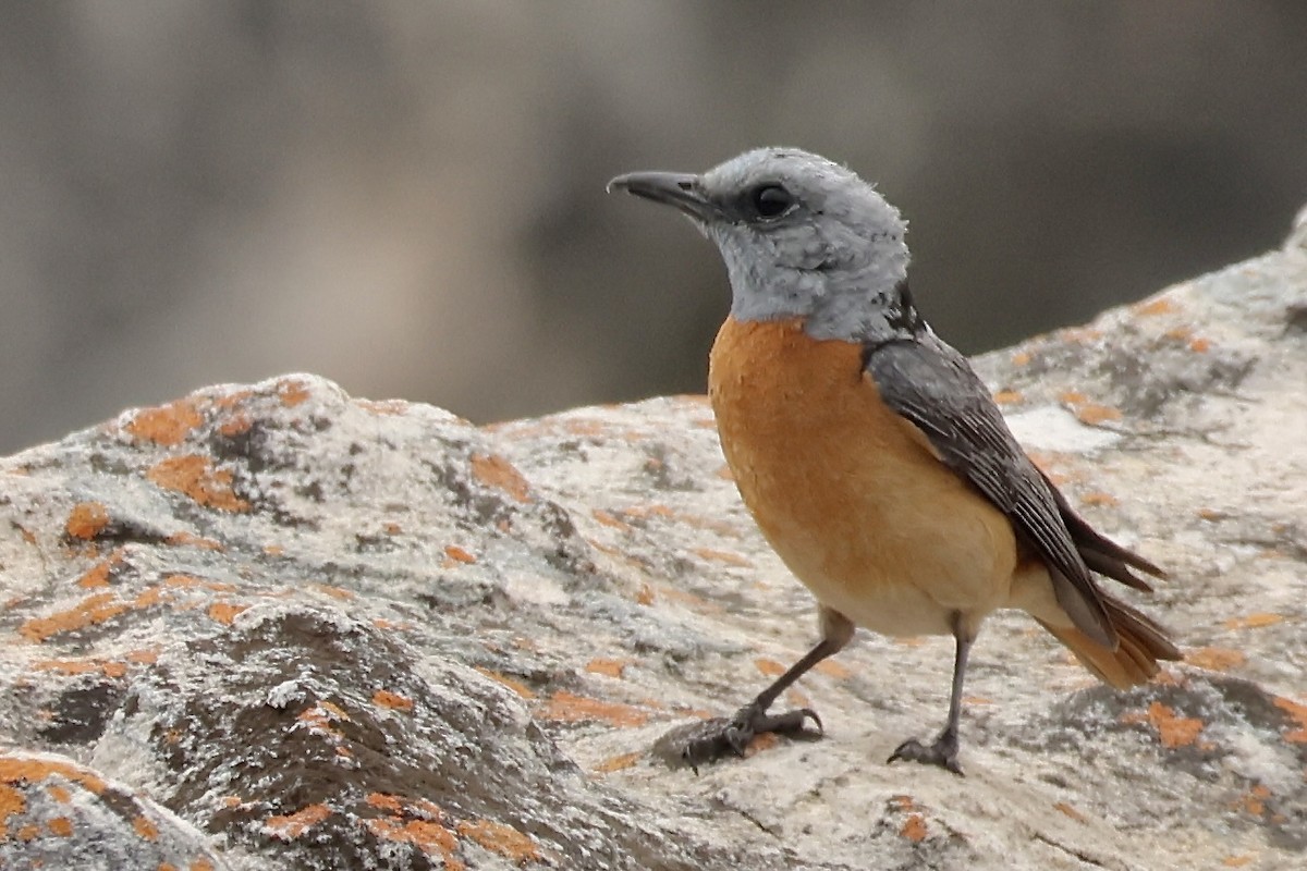 Miombo Rock-Thrush - ML643934392