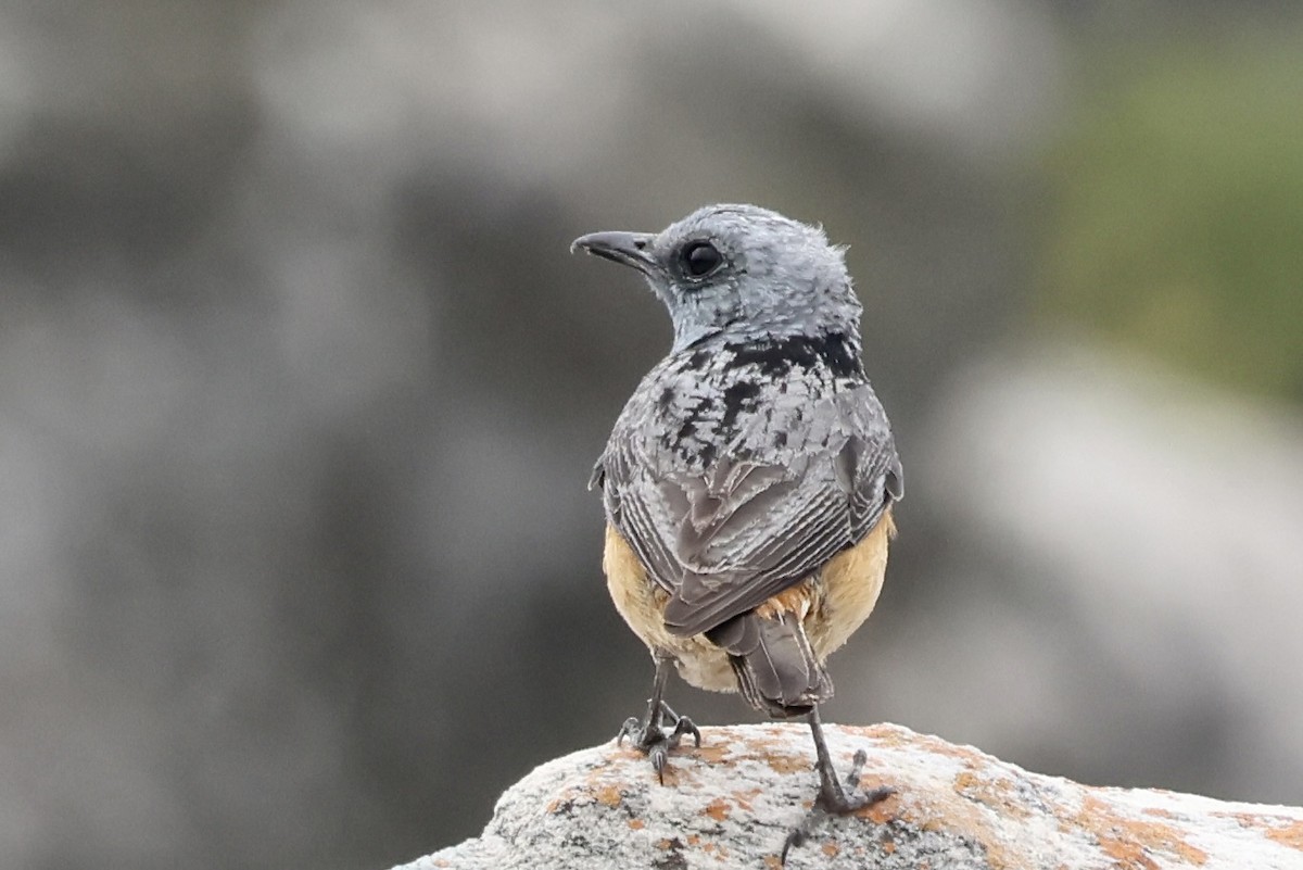 Miombo Rock-Thrush - ML643934394