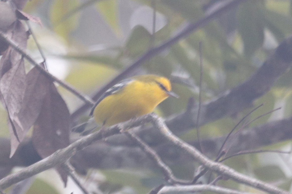 Blue-winged Warbler - ML643934423