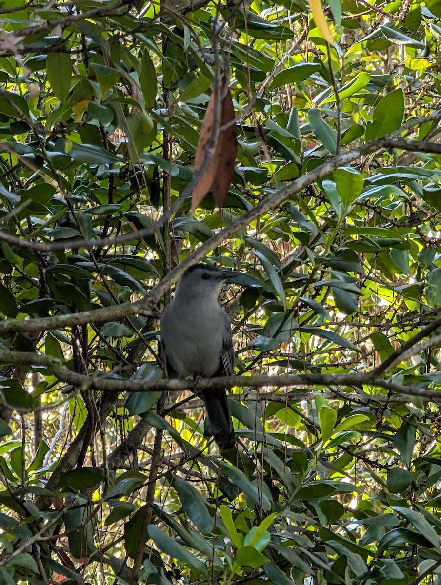 Gray Catbird - ML643934450