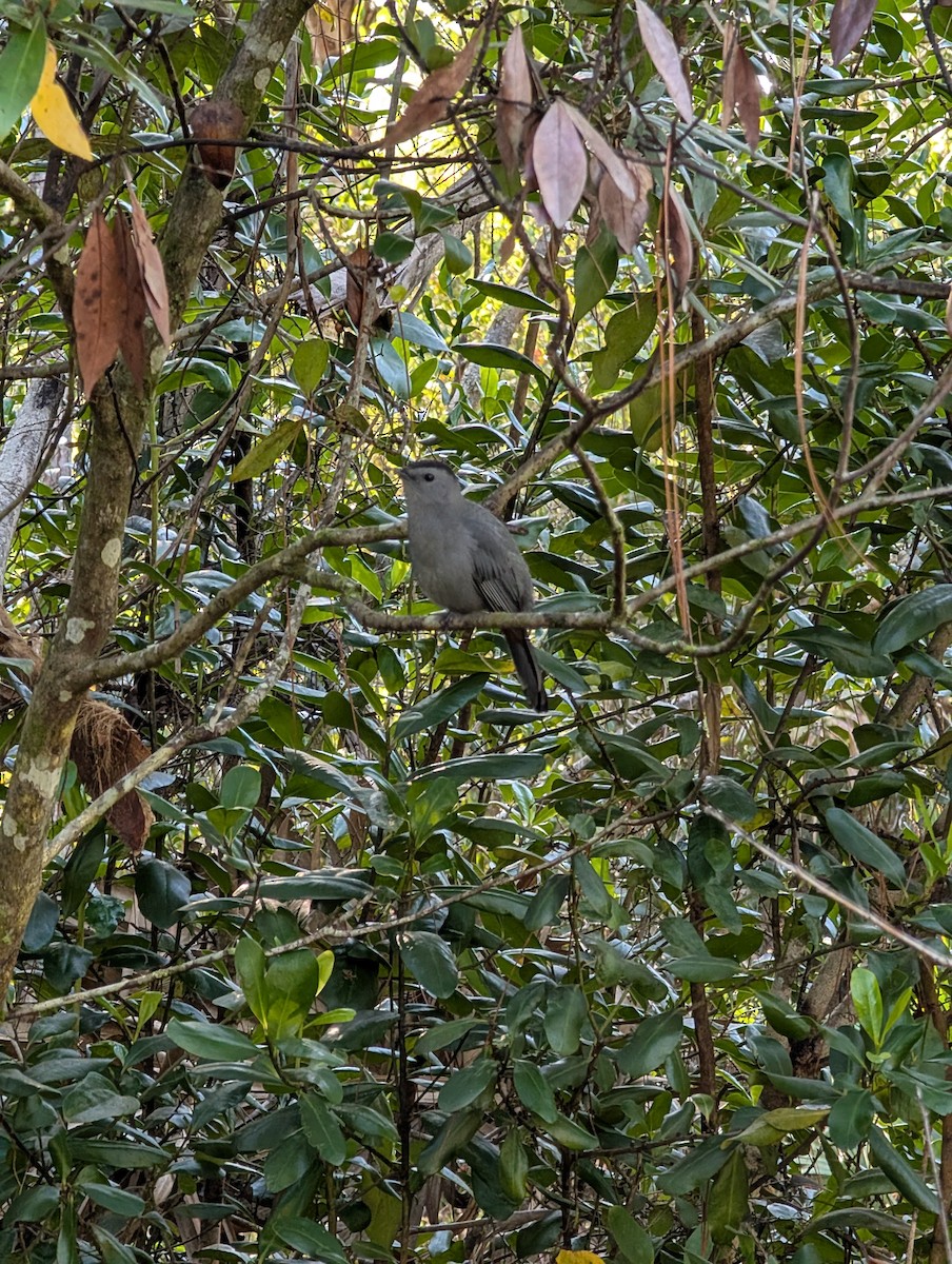 Gray Catbird - ML643934457