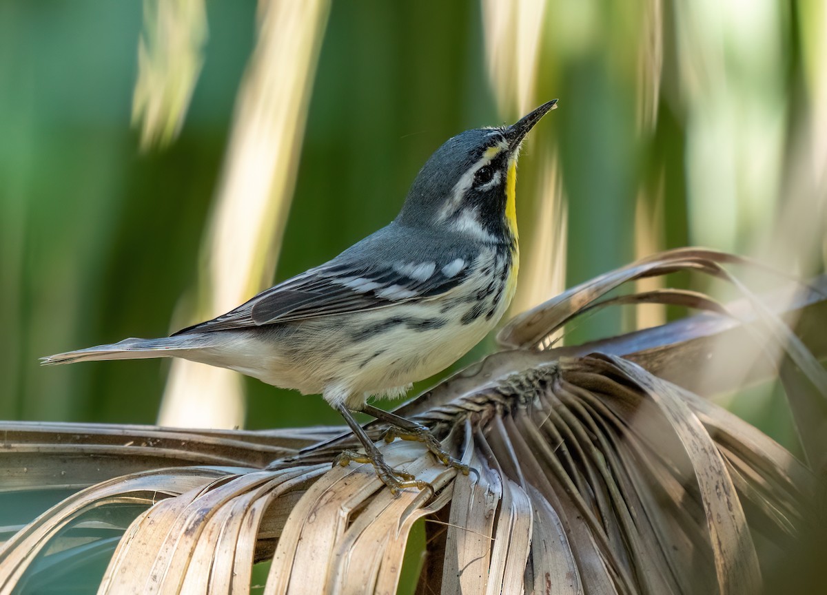 Yellow-throated Warbler - ML643934472