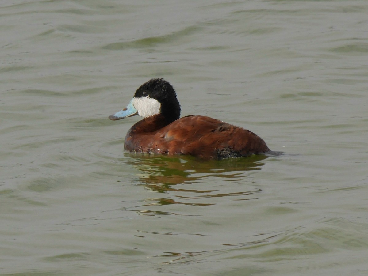Ruddy Duck - ML643934486