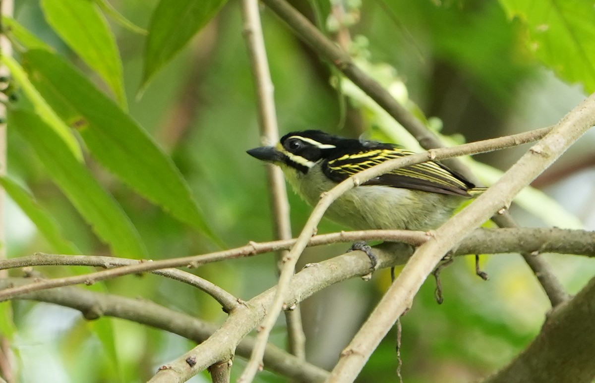 Yellow-rumped Tinkerbird - ML643934492