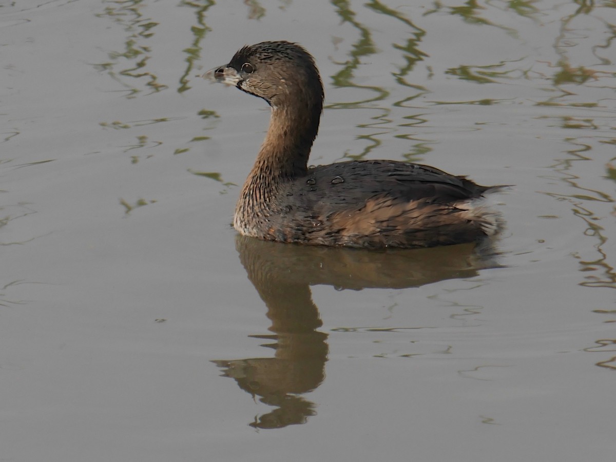 Pied-billed Grebe - ML643934495