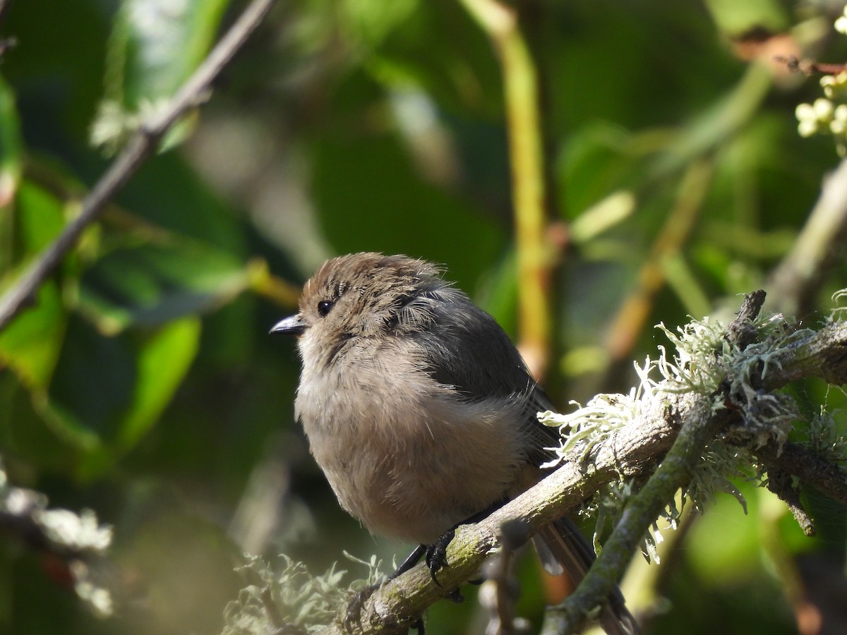 Bushtit - ML643934518