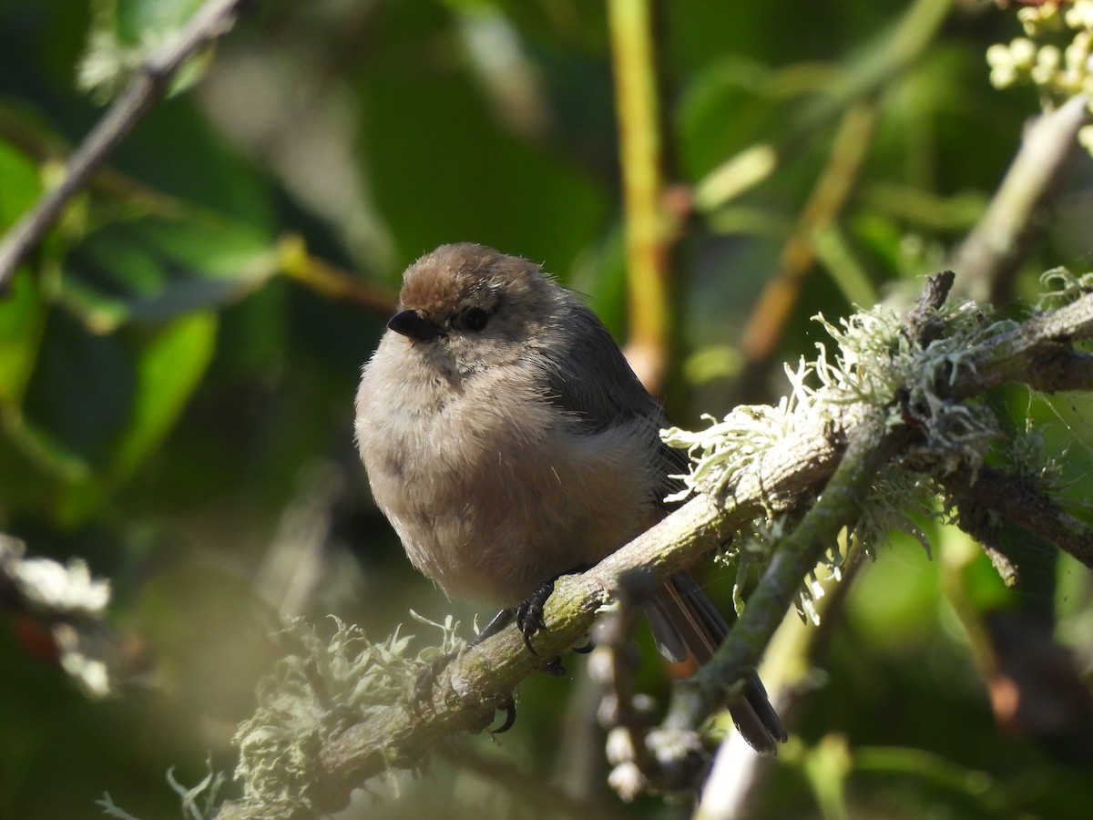 Bushtit - ML643934519
