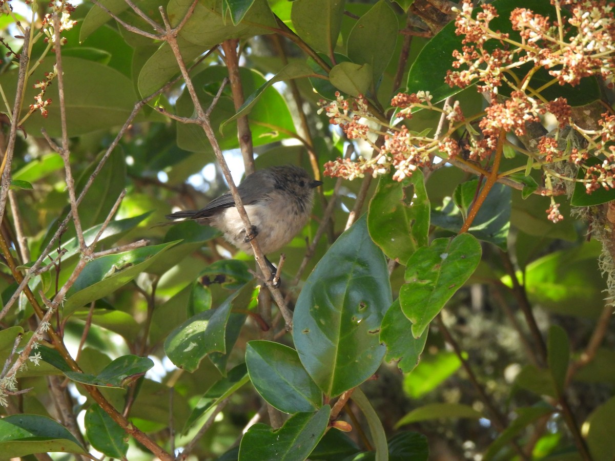Bushtit - ML643934520